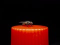 House fly resting on bottle water cap Royalty Free Stock Photo