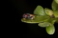 House fly using saliva bubble to cool your body