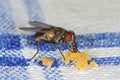 House fly sucking crumbles