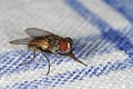 House fly on tablecloth Royalty Free Stock Photo