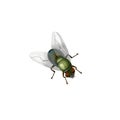 House fly vector Royalty Free Stock Photo