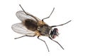 House fly on white background Royalty Free Stock Photo