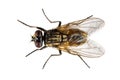 House fly on white background Royalty Free Stock Photo