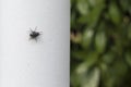 House Fly on white wall