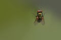 House fly on a window glass Royalty Free Stock Photo