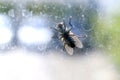 House fly on the windshield dirty, Chrysomya megacephala Fabricius, Musca domestica, fly contagious diseases