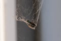 A house fly wrapped up and trapped in a spider web Royalty Free Stock Photo