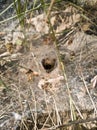 House of forest spider from the web.