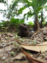 The house frog or 'bangkong kolong' has the scientific name Bufo melanostictus Schneider