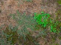 House front lawn over run by crabgrass and weeds Royalty Free Stock Photo