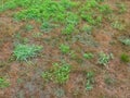 House front lawn over run by crabgrass and weeds Royalty Free Stock Photo