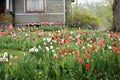 Front Yard Full of Tulips Royalty Free Stock Photo