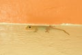 House Gecko (Hemidactylus frenatus) Royalty Free Stock Photo