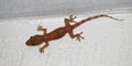 House Gecko (Hemidactylus frenatus) Royalty Free Stock Photo