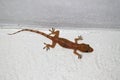 House Gecko (Hemidactylus frenatus) Royalty Free Stock Photo