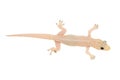 House gecko Hemidactylus in Thailand isolated on white background Royalty Free Stock Photo