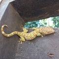 The house gecko or by the layman simply called the gecko is a type of lizard from the genus Gekko, tribe Gekkonidae. Royalty Free Stock Photo