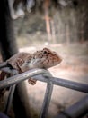 House Gecko resting on the fence Royalty Free Stock Photo