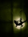House gecko shadow spotted on green backlight of the textured glass