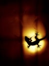 House gecko shadow spotted on orange backlight of the textured glass