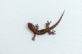 House gecko Royalty Free Stock Photo