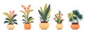 House green plants and flowers. Set of trendy indoor houseplants for decoration