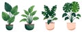 House green plants and flowers. Set of trendy indoor houseplants for decoration