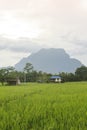 House green rice field with doi luang, chiangdoa Chiangmai Royalty Free Stock Photo