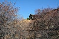 A house has been built behind the dry trees and bushes on the hill. A good place for seclusion and relaxation