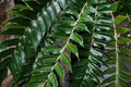 Cyrtomium falcatum plant. House holly-fern or Japanese holly fern. Fresh green leaves with water drops. Royalty Free Stock Photo