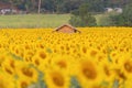 A house or home in full bloom sunflower field with mountain in travel holidays vacation trip outdoors at natural garden park in Royalty Free Stock Photo