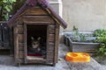 House for homeless cats