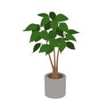 House indoor green leaf plant in a pot