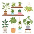 House indoor plants and nature flowers interior decoration houseplant natural tree flowerpot vector illustration. Royalty Free Stock Photo