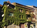 House with ivy - Arad city, Arad county - Romania