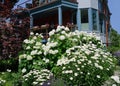 house with large cluster of white hydrangea and daisies