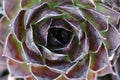 House leek , sempervivum close up Royalty Free Stock Photo