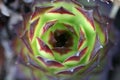 House leek , sempervivum close up Royalty Free Stock Photo