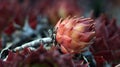 House leek , sempervivum close up Royalty Free Stock Photo