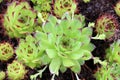 House leek,sempervivum Royalty Free Stock Photo