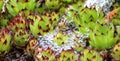 House leek,sempervivum Royalty Free Stock Photo