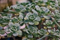 House-leek succulent plant with many stems Royalty Free Stock Photo