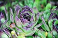 house leek, succulent plant, semper vivum, Royalty Free Stock Photo