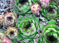 house leek, succulent plant, semper vivum, Royalty Free Stock Photo
