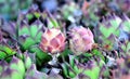 house leek, succulent plant, semper vivum, Royalty Free Stock Photo