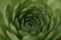 House leeks flowers, sempervivum, houseleeks Royalty Free Stock Photo