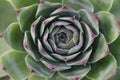 House leeks flowers, sempervivum, houseleeks Royalty Free Stock Photo
