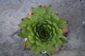 House leeks flowers, sempervivum, houseleeks Royalty Free Stock Photo