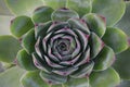 House leeks flowers, sempervivum, houseleeks Royalty Free Stock Photo
