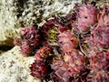 Red house leeks Sempervirens in a rock crevice Royalty Free Stock Photo